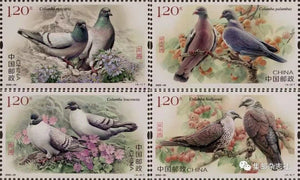 2022-25 Pigeons