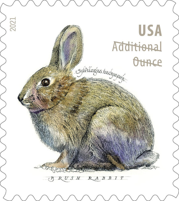 US #5544 US New Issue 2021 Brush Rabbit Forever Stamp